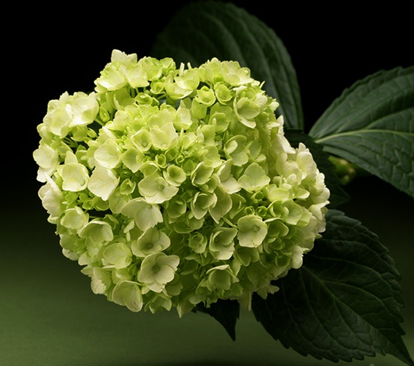 Hydrangea Dark Green Mini Hydrangea Flowers and Fillers Flowers